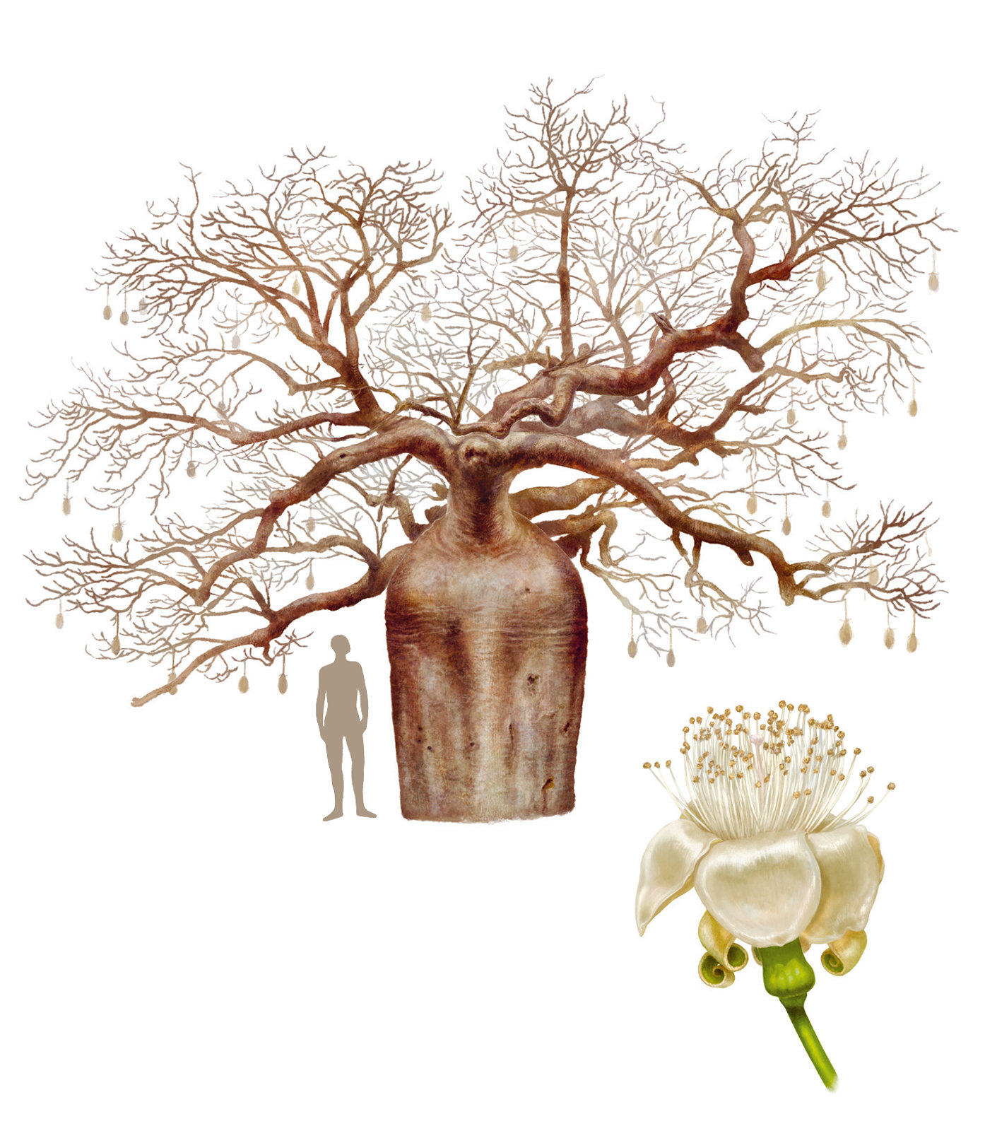 Vergleich eines australischen Baobab-Baumes mit einem Menschen