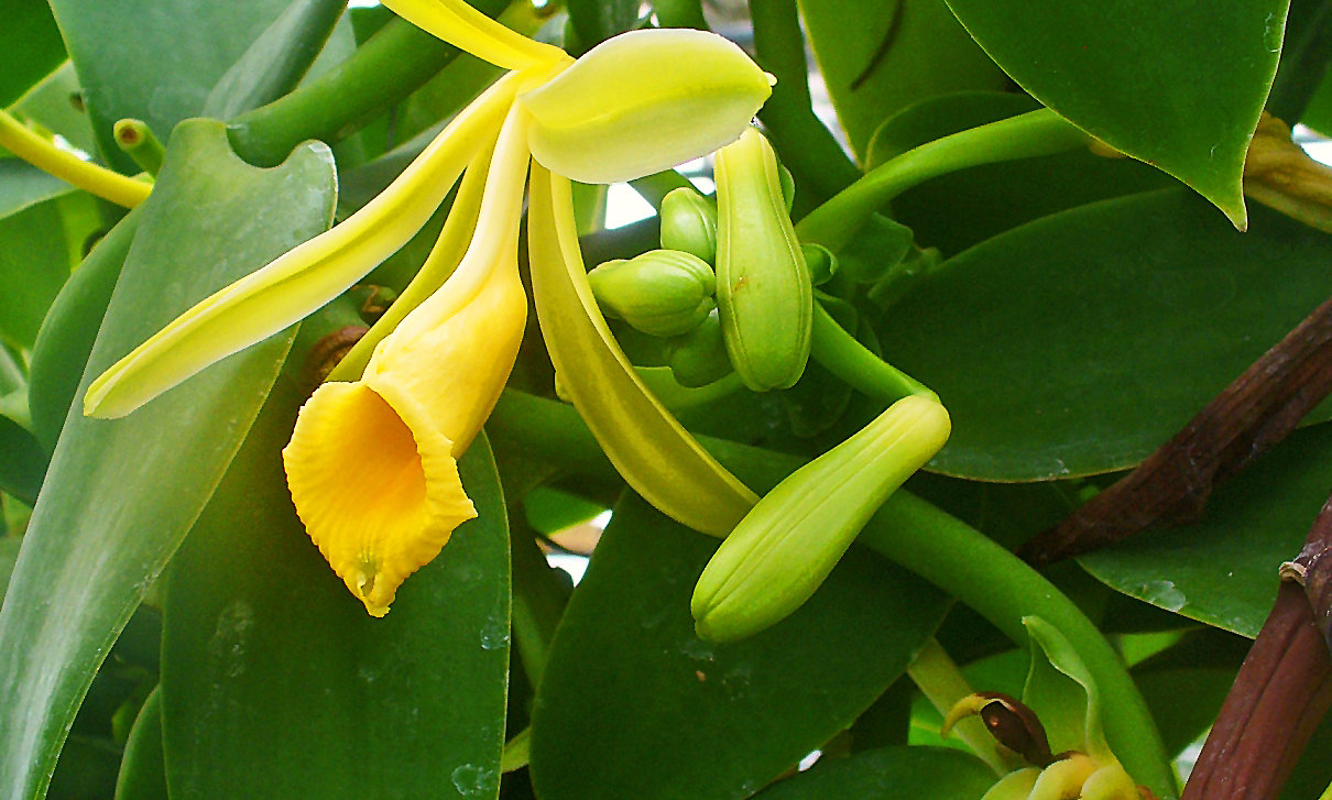 Orchideenpflanze