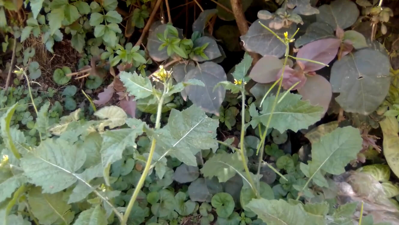 Bild von Togotia-Pflanze mit gelben Blüten