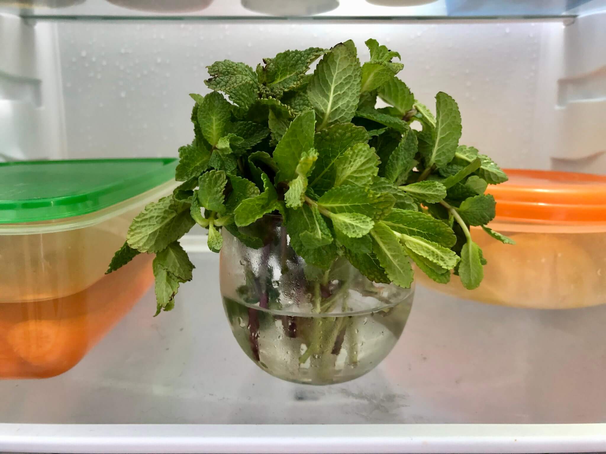 Ein Büschel Minze in einem Wasserglas im Kühlschrank