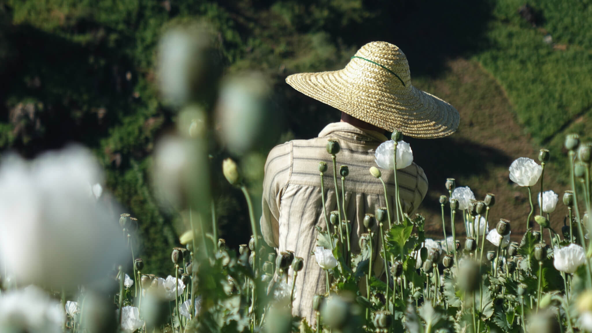 Rückenansicht eines Mohnbauern in Myanmar