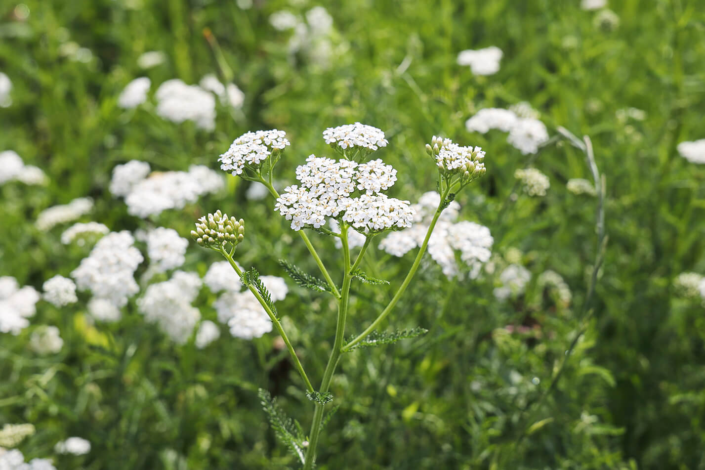 Schafgarbe mit weißen Blüten auf einer Wiese