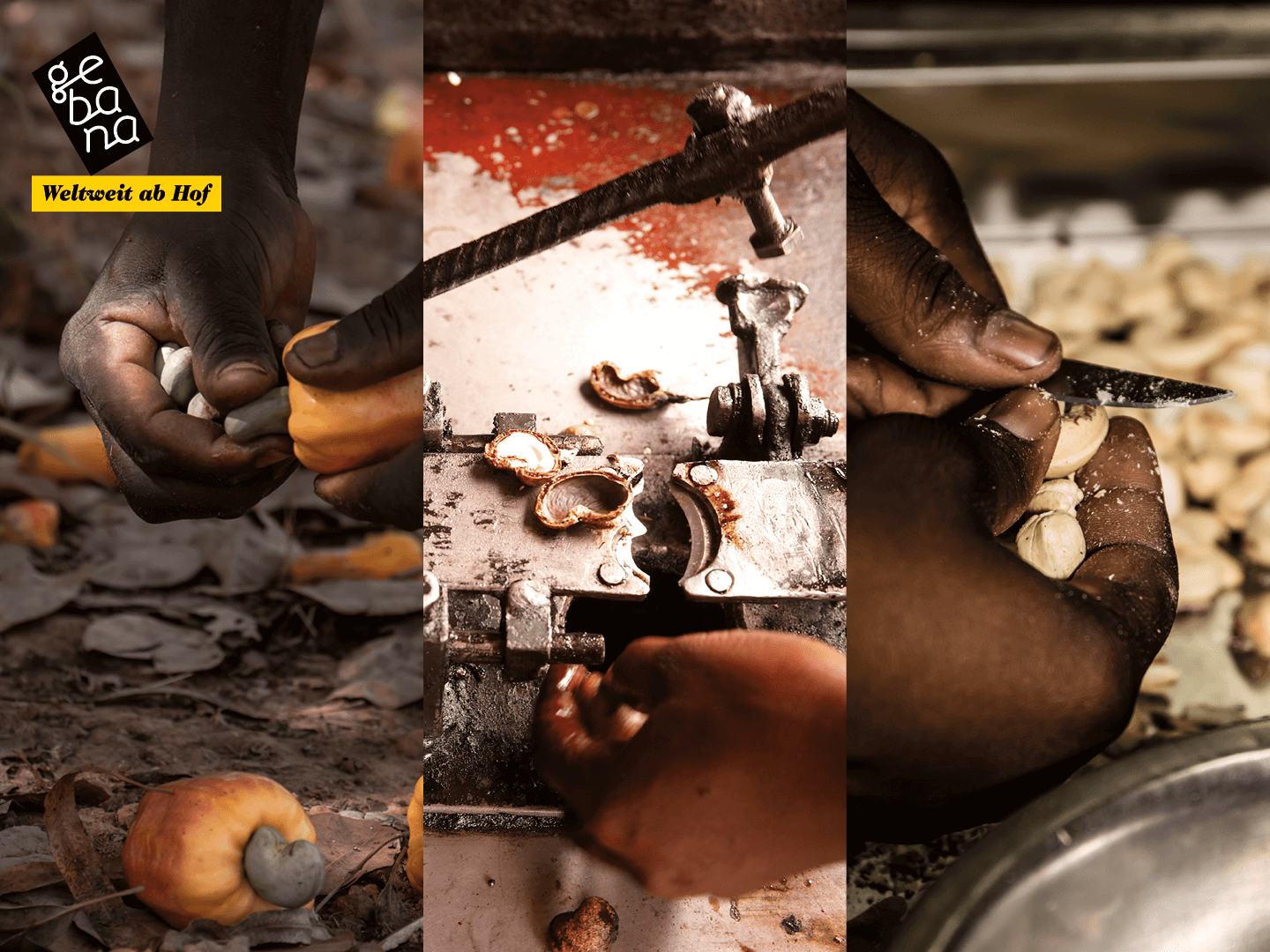 Drei Bilder zeigen Hände bei der Verarbeitung von Cashewfrüchten: Cashewkerne werden aus der Frucht gelöst, mit einer Maschine verarbeitet und mit einem Messer geschält.